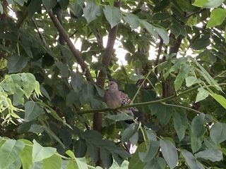 IMG_1047