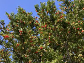 IMG_1147