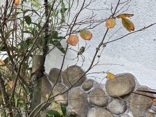 IMG_1215