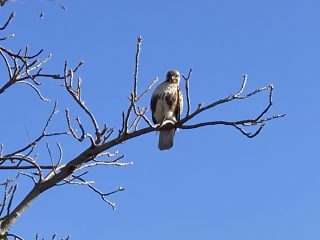 IMG_1276