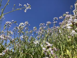 IMG_1345