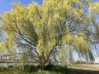IMG_1361