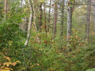 OLYMPUS DIGITAL CAMERA OLYMPUS DIGITAL CAMERA