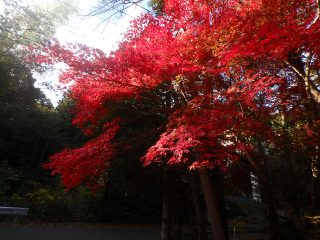 OLYMPUS DIGITAL CAMERA OLYMPUS DIGITAL CAMERA