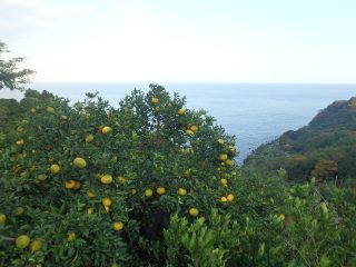 OLYMPUS DIGITAL CAMERA OLYMPUS DIGITAL CAMERA