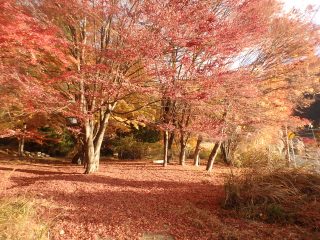 OLYMPUS DIGITAL CAMERA OLYMPUS DIGITAL CAMERA