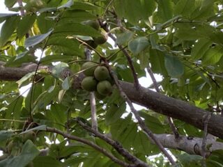 IMG_1988