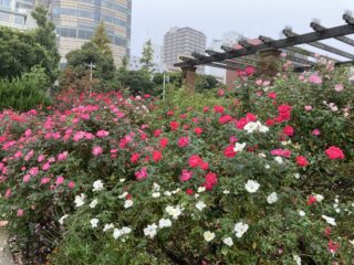 IMG_2026 IMG_2026