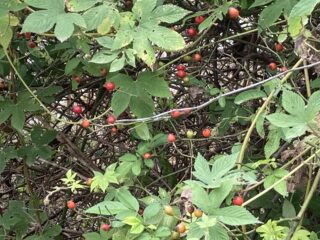 IMG_2037 IMG_2037